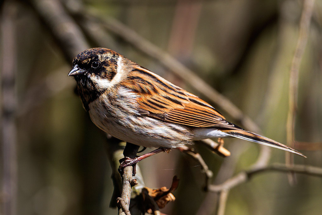 Reed Bunting