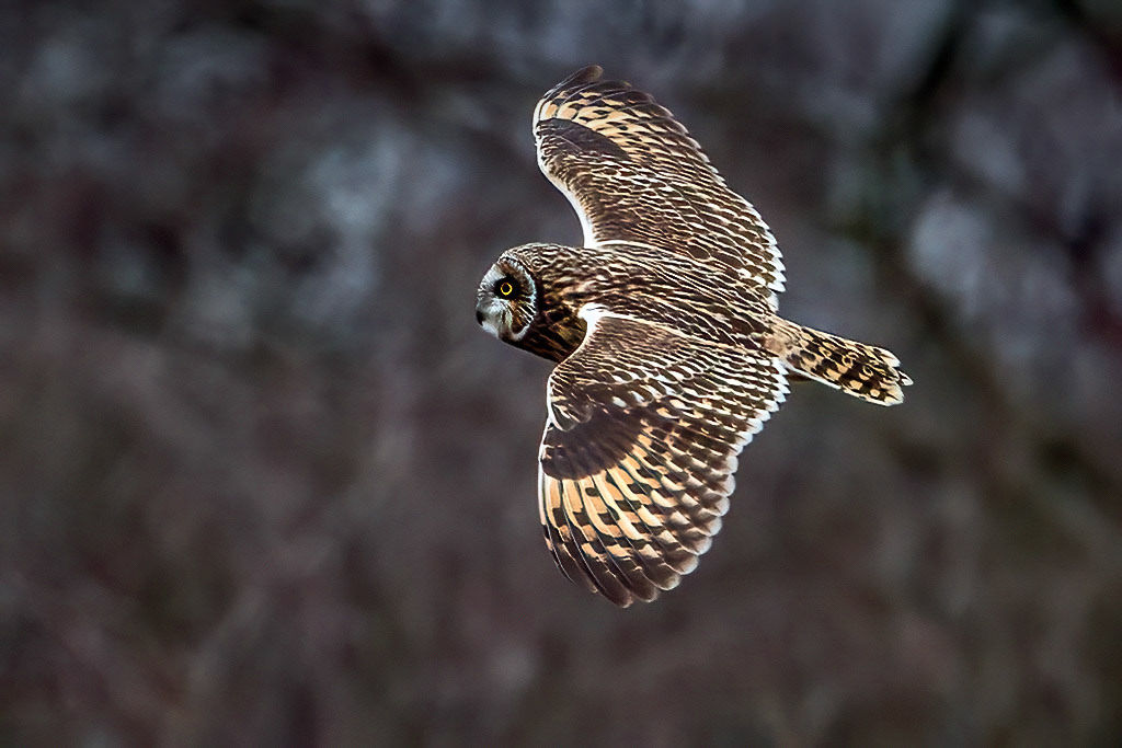 Short-eared Owl