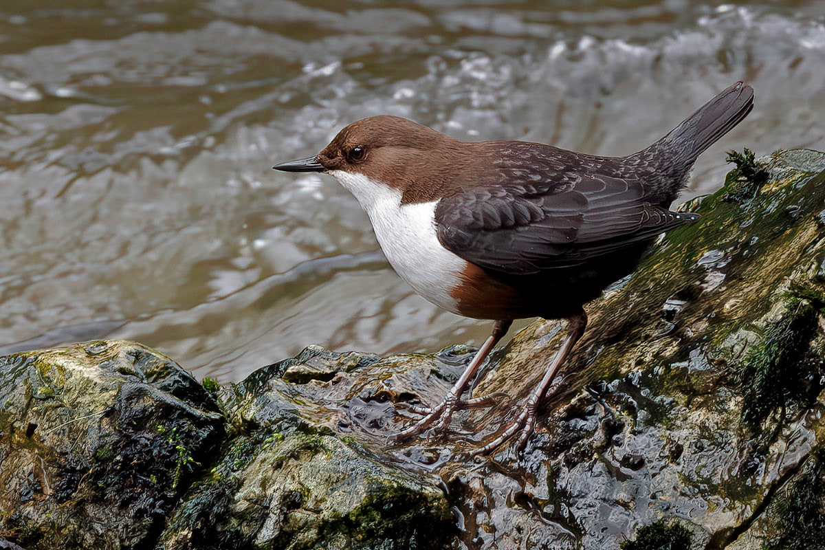 White-throated Dipper