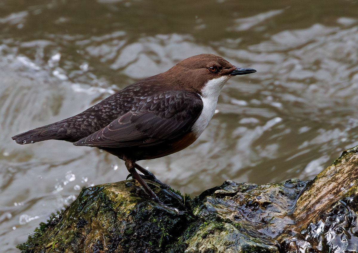 White-throated Dipper