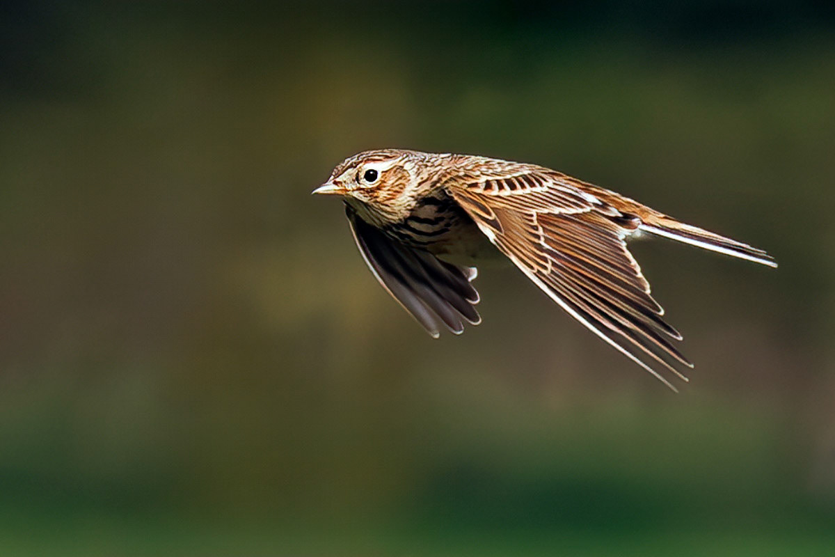 Skylark