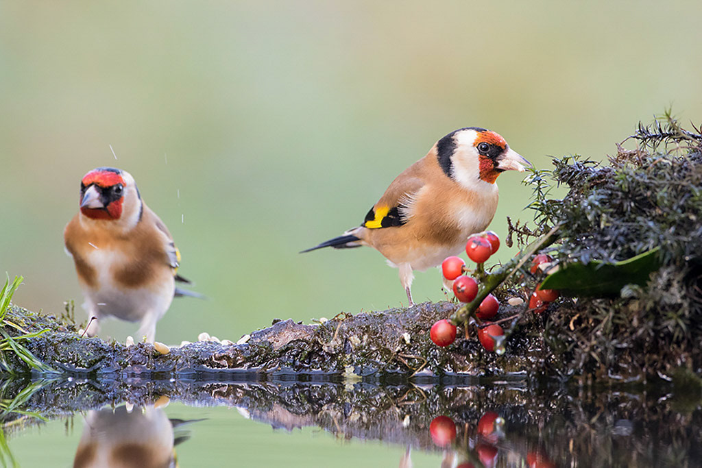 Goldfinch
