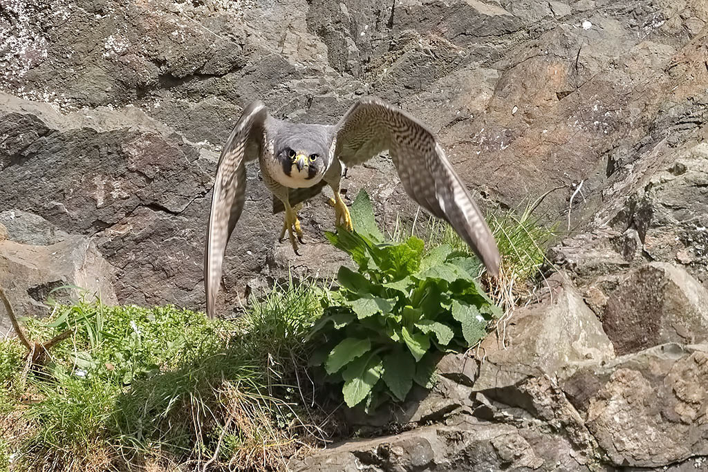Peregrine