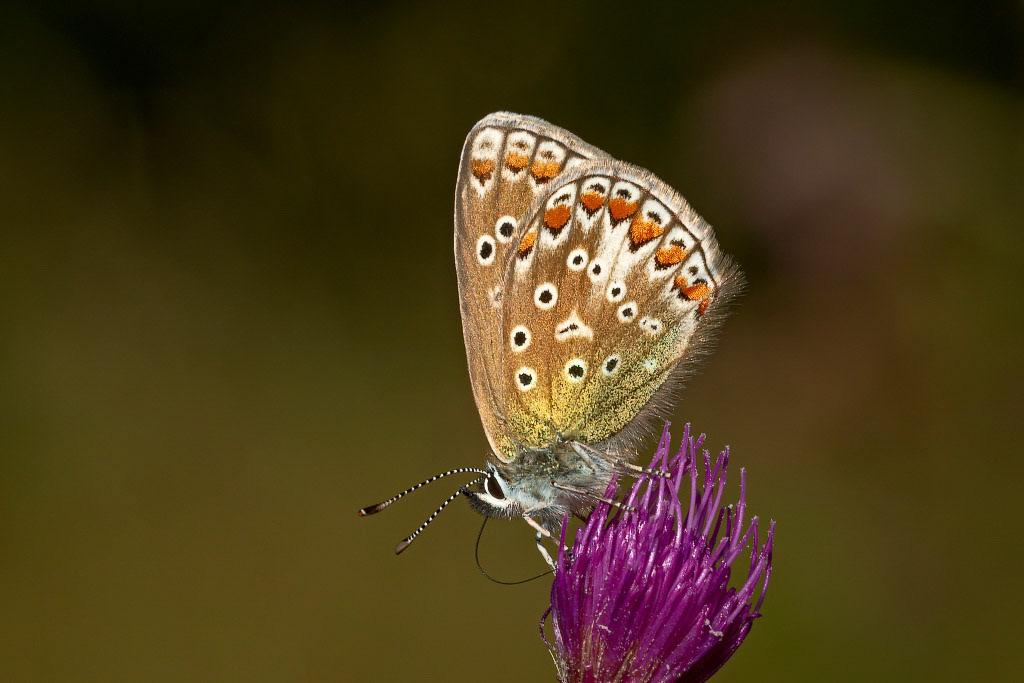 Common Blue Butterfly