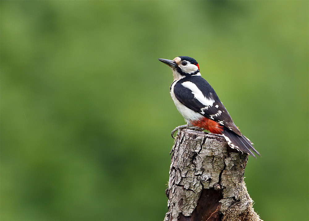 Great-spotted Woodpecker