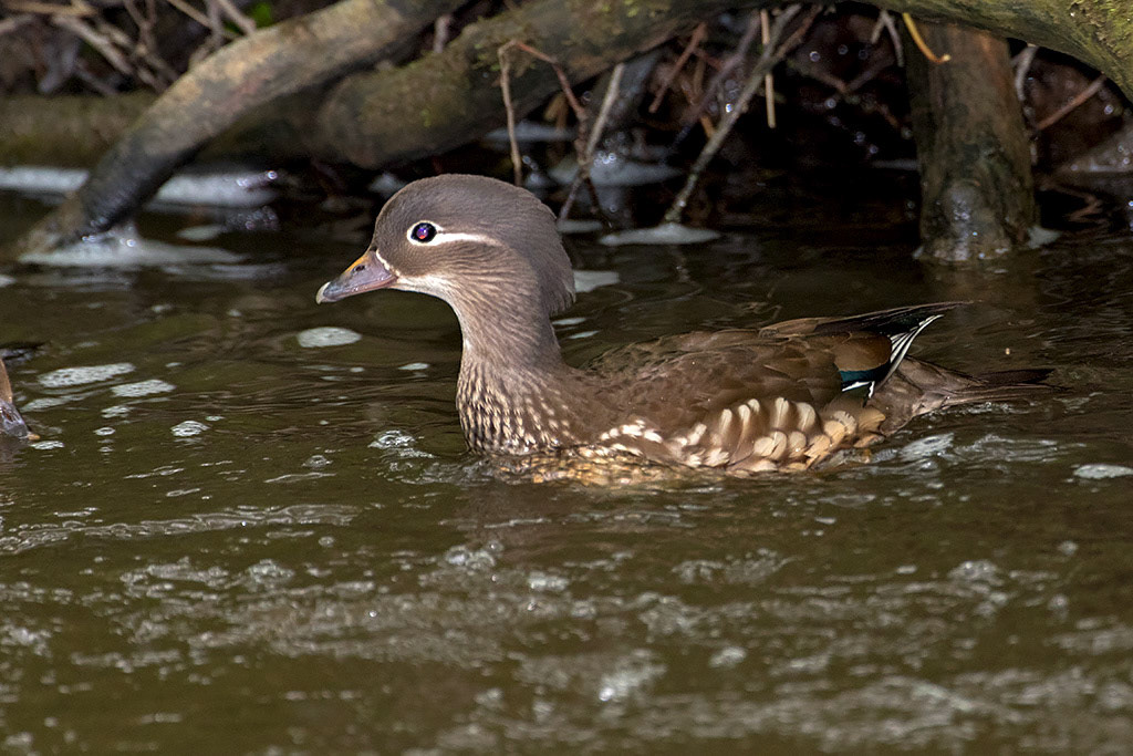 Mandarin Duck