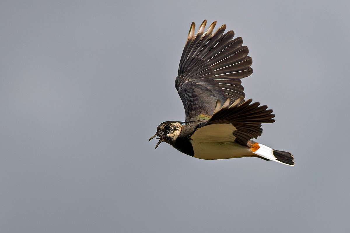 Lapwing