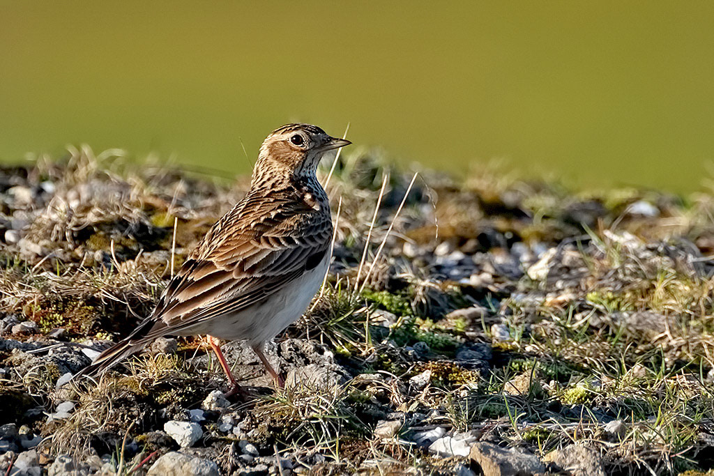 Skylark