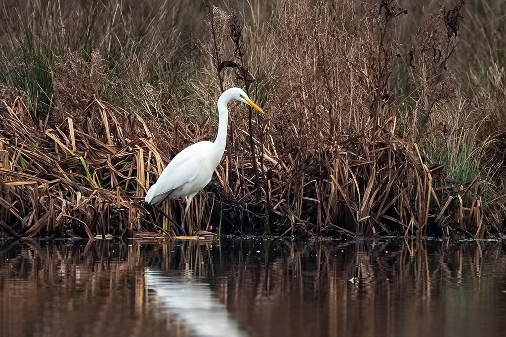 Great White Egret