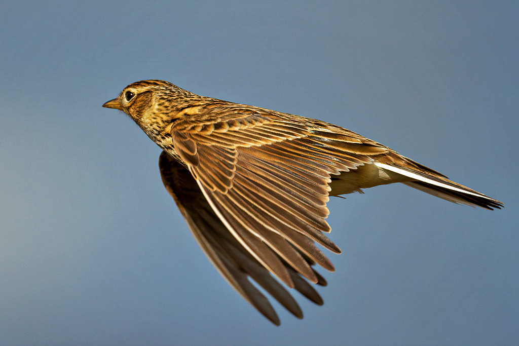 Skylark