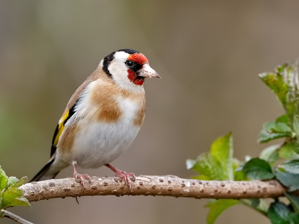 Goldfinch
