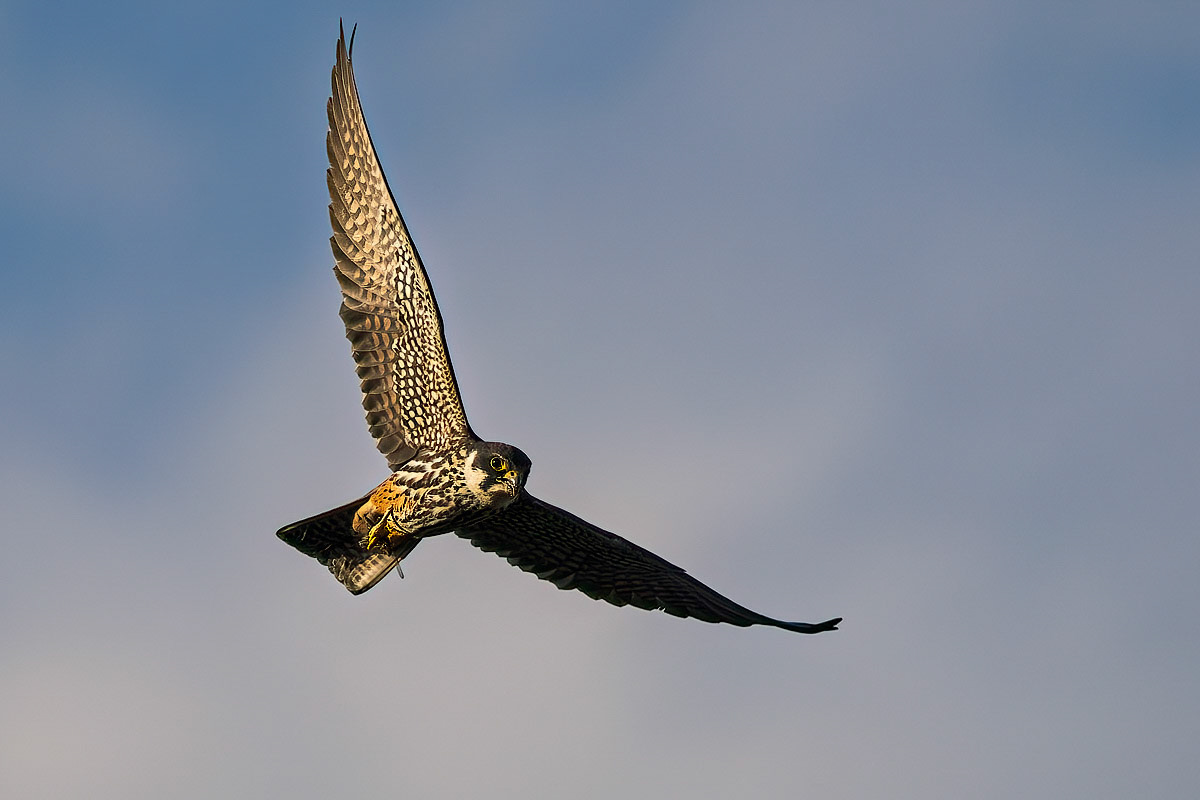 Hobby