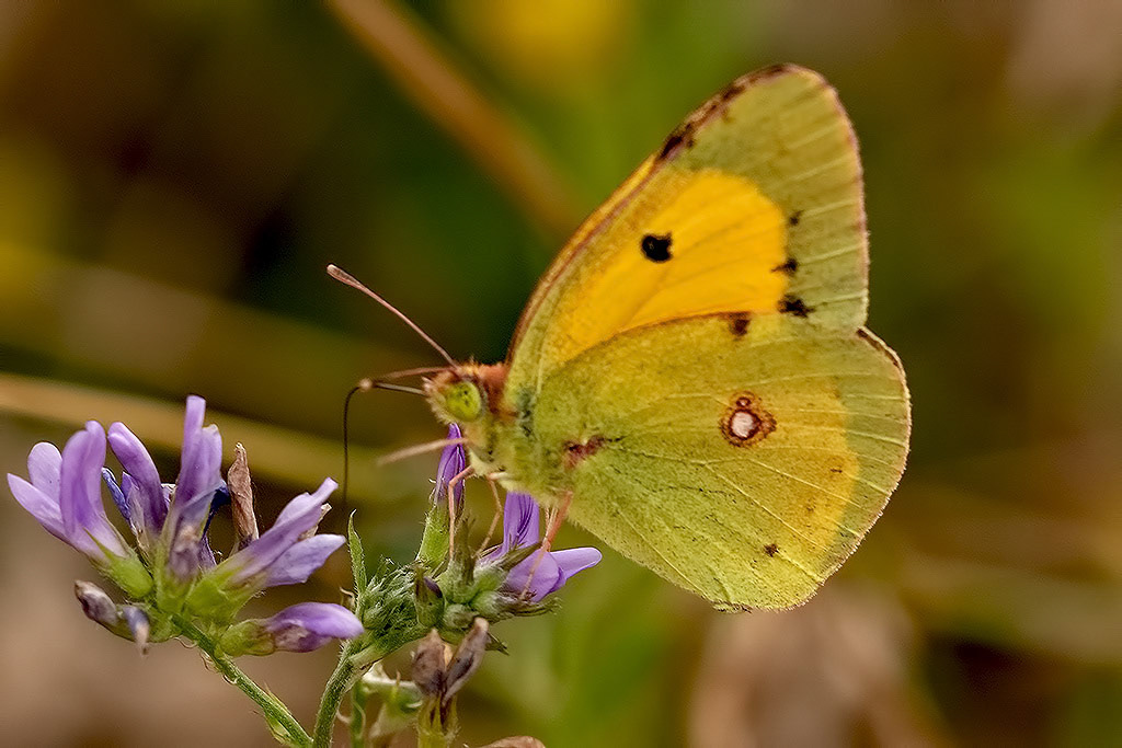 Clouded Yellow Butterfly