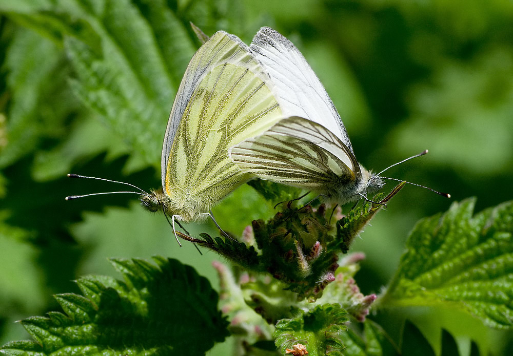 Green-veined White