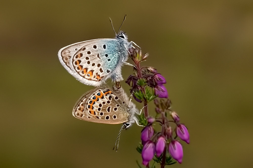 Silver-studded Blue