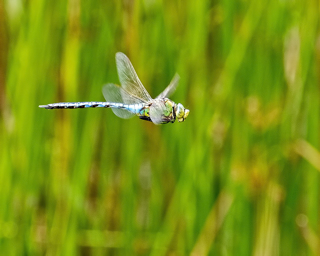 Emperor Dragonfly