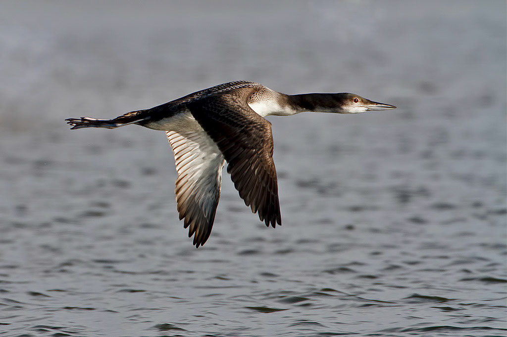 Great Northern Diver