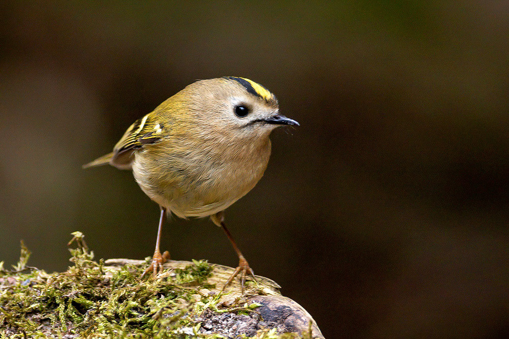 Goldcrest
