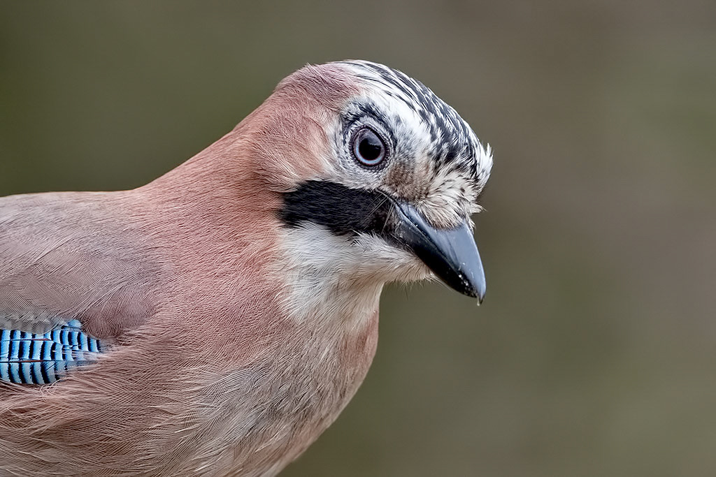 Jay