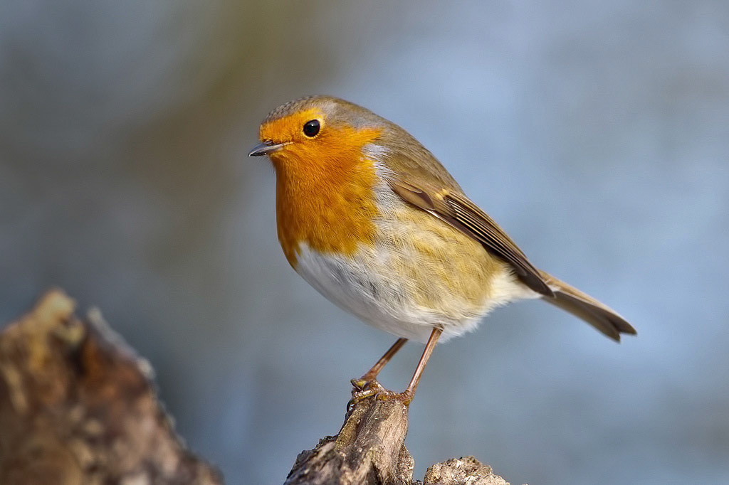 Robin