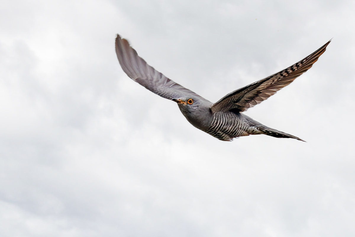 Cuckoo