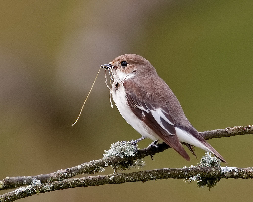 Female Pied Flycatcher