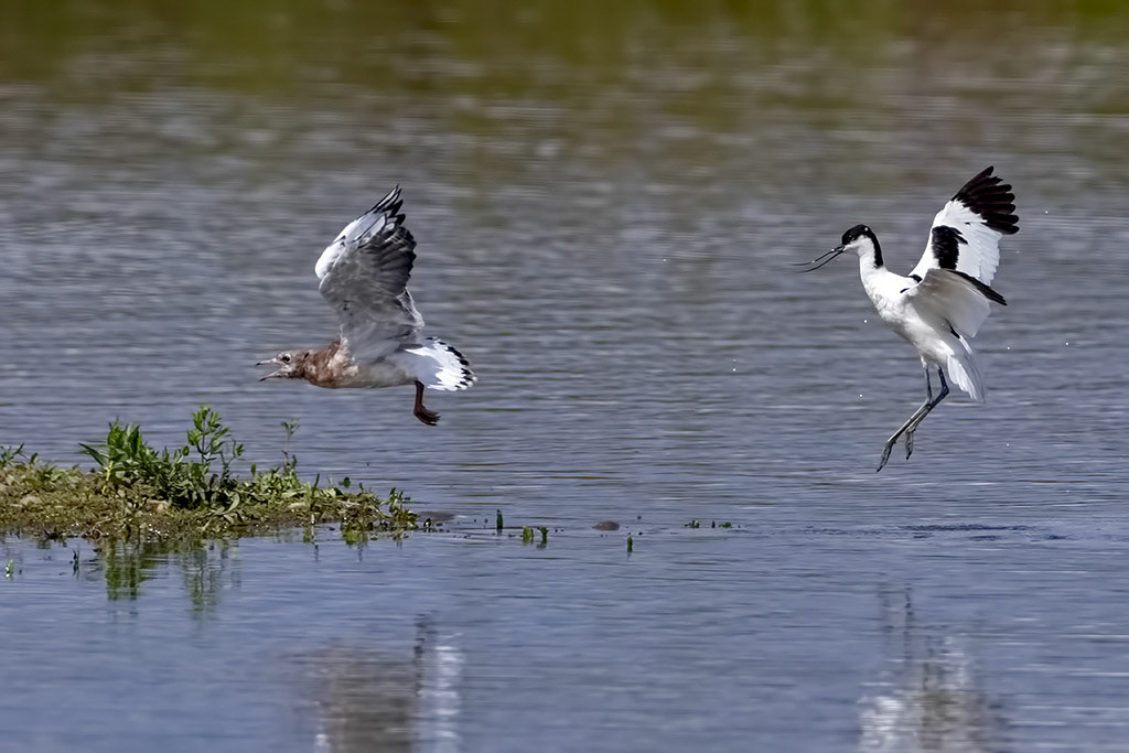 Avocet chasing Black-headed Gull