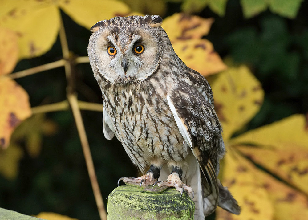 Long-eared Owl