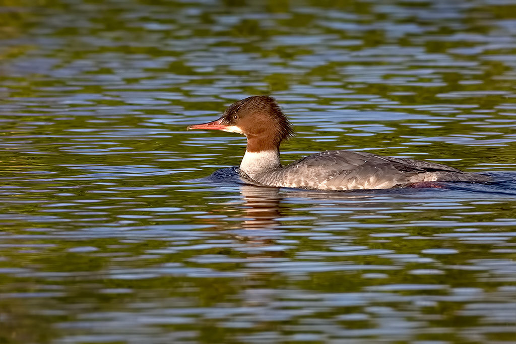 Female Goosander