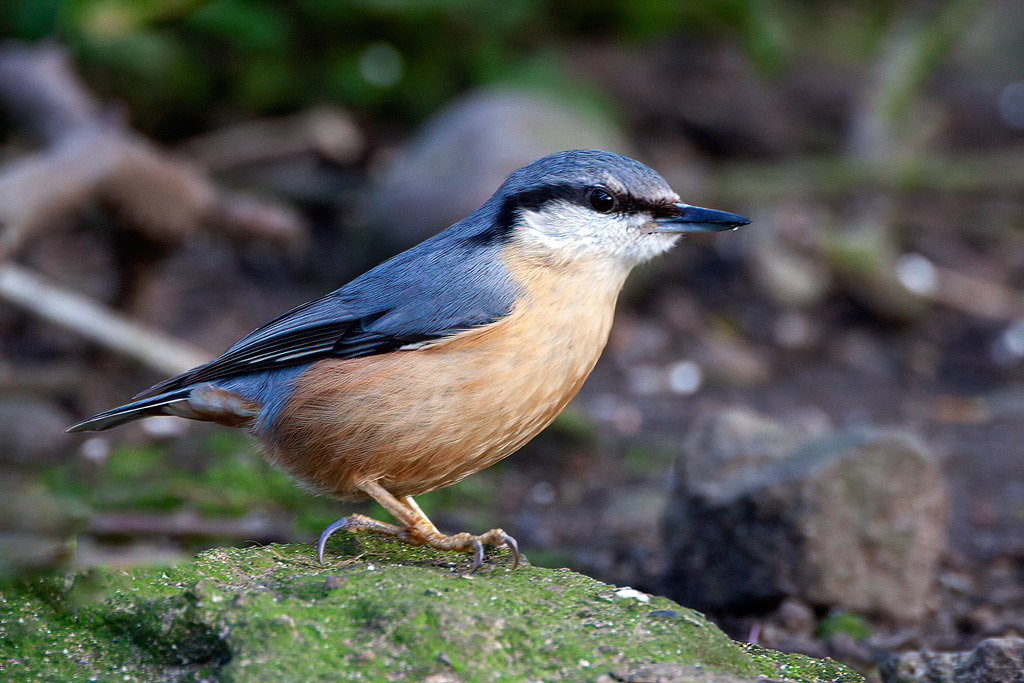 Nuthatch