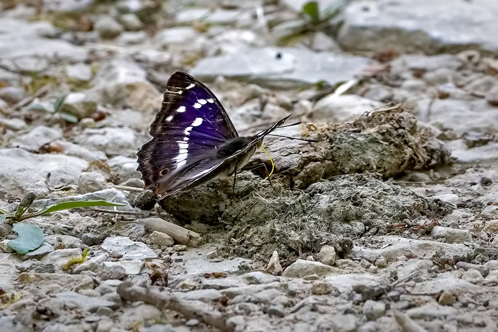 Purple Emperor