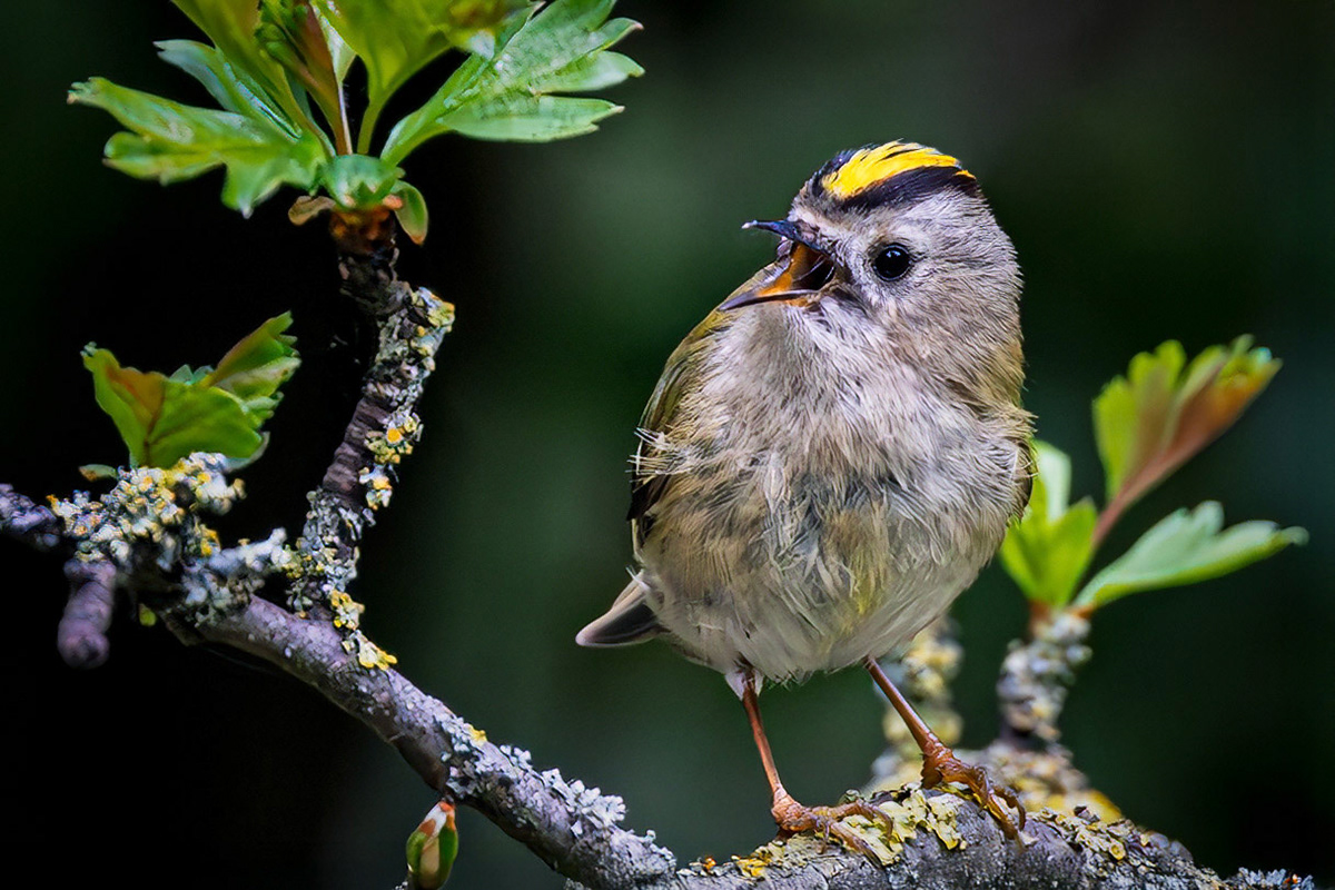 Goldcrest