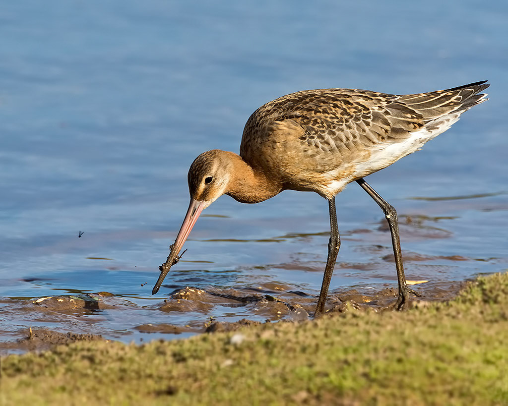 Black-tailed Godwit