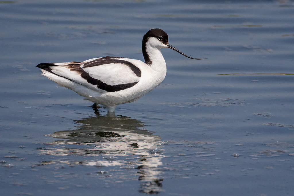 Avocet