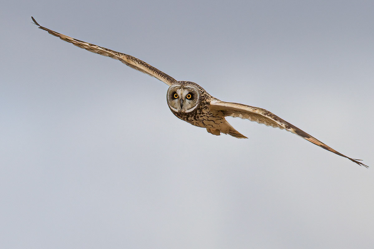 Short-eared Owl