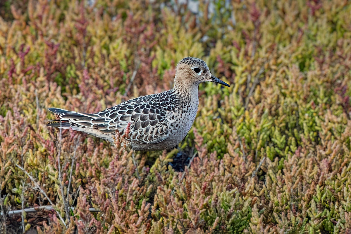 Buff-breasted Sandpiper