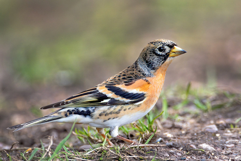 Brambling