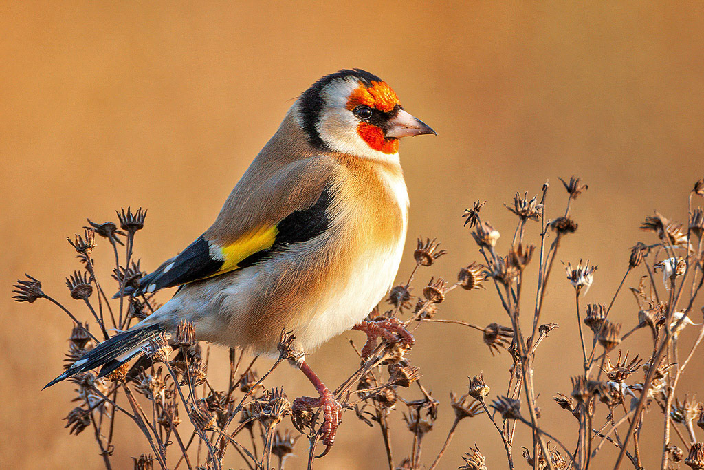 Goldfinch