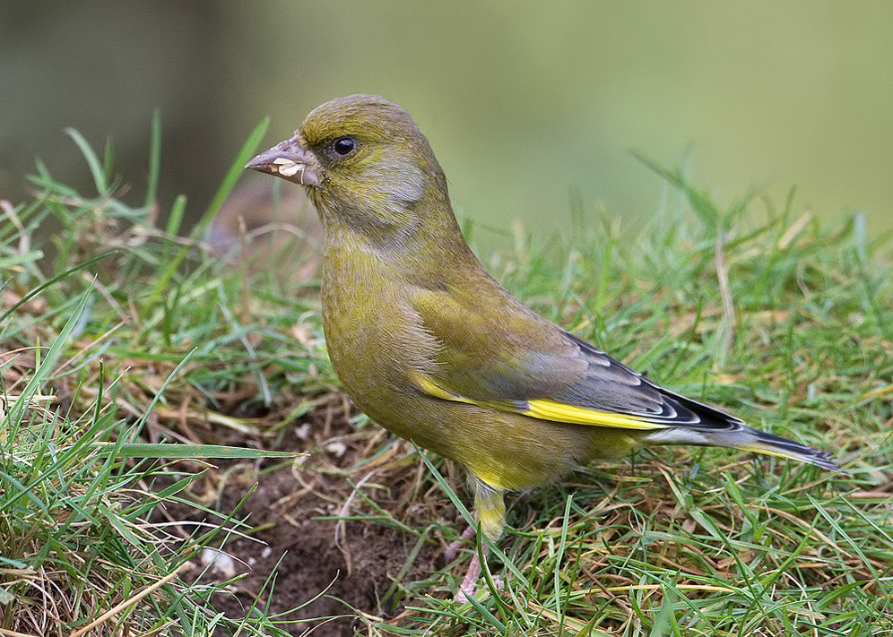 Greenfinch