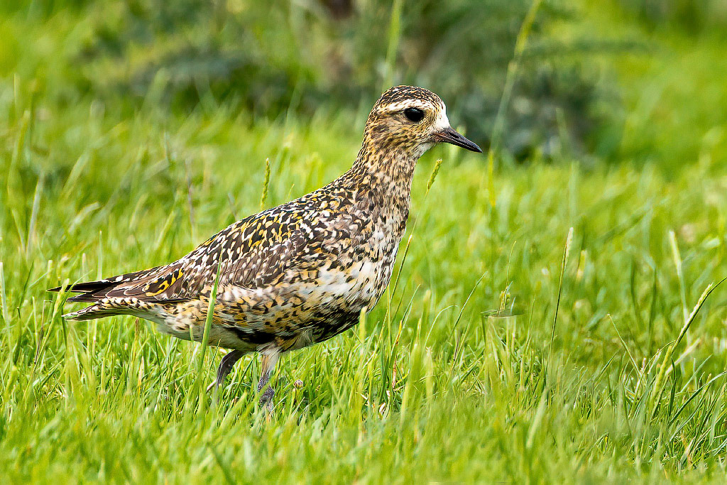 Golden Plover