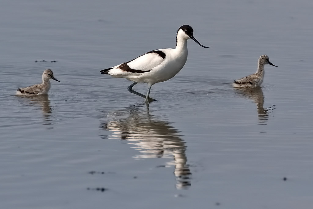 Avocet