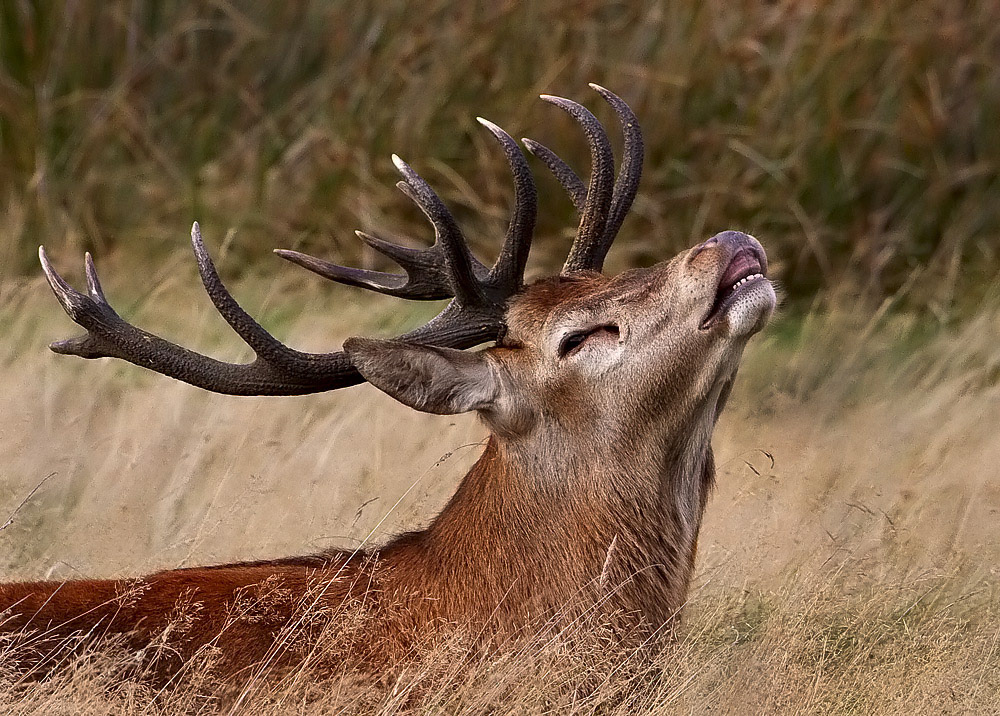 Red Deer