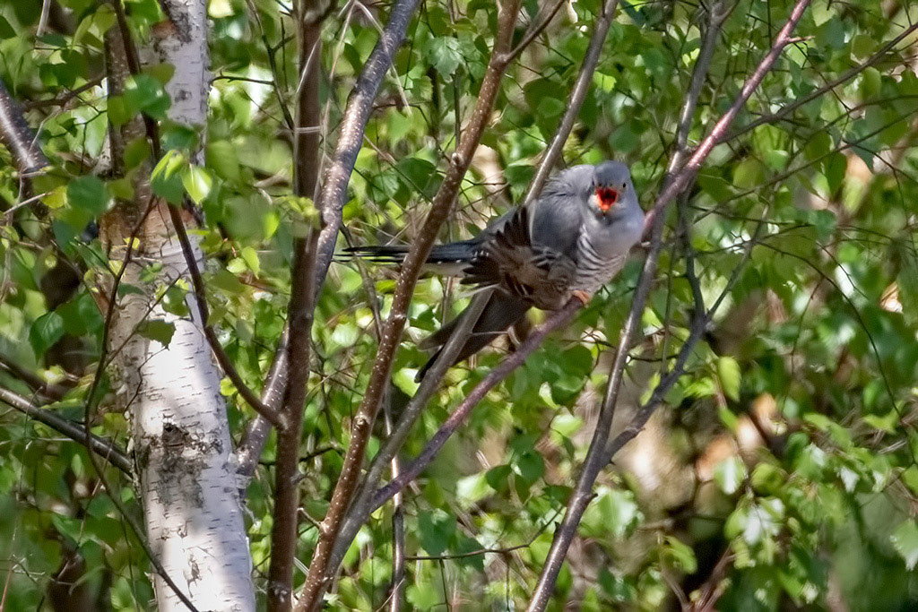 Cuckoo and Meadow Pipit