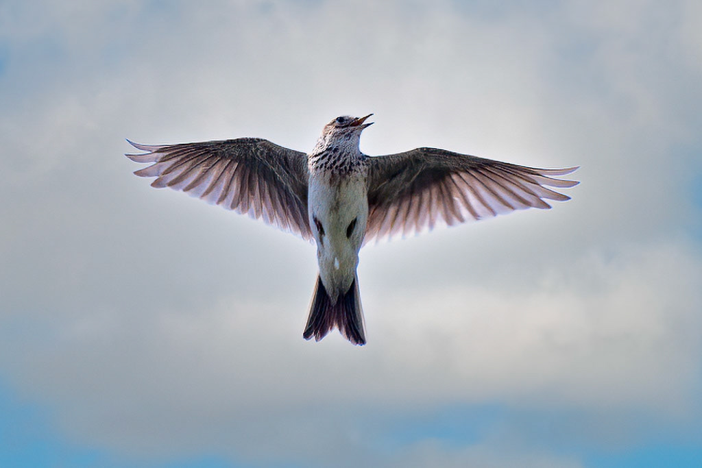 Skylark