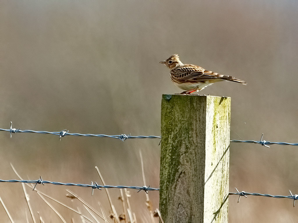 Skylark