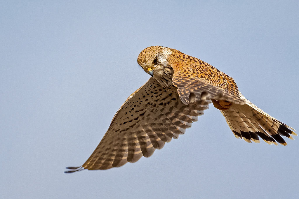 Kestrel