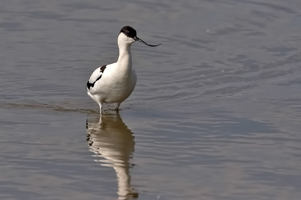 Avocet