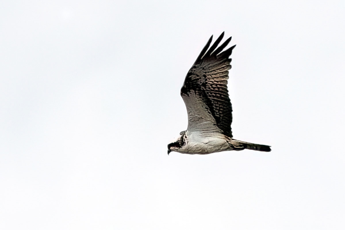 Osprey
