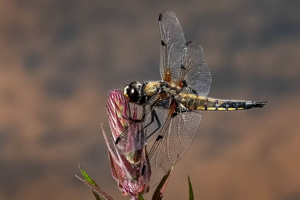 Four-spotted Chaser