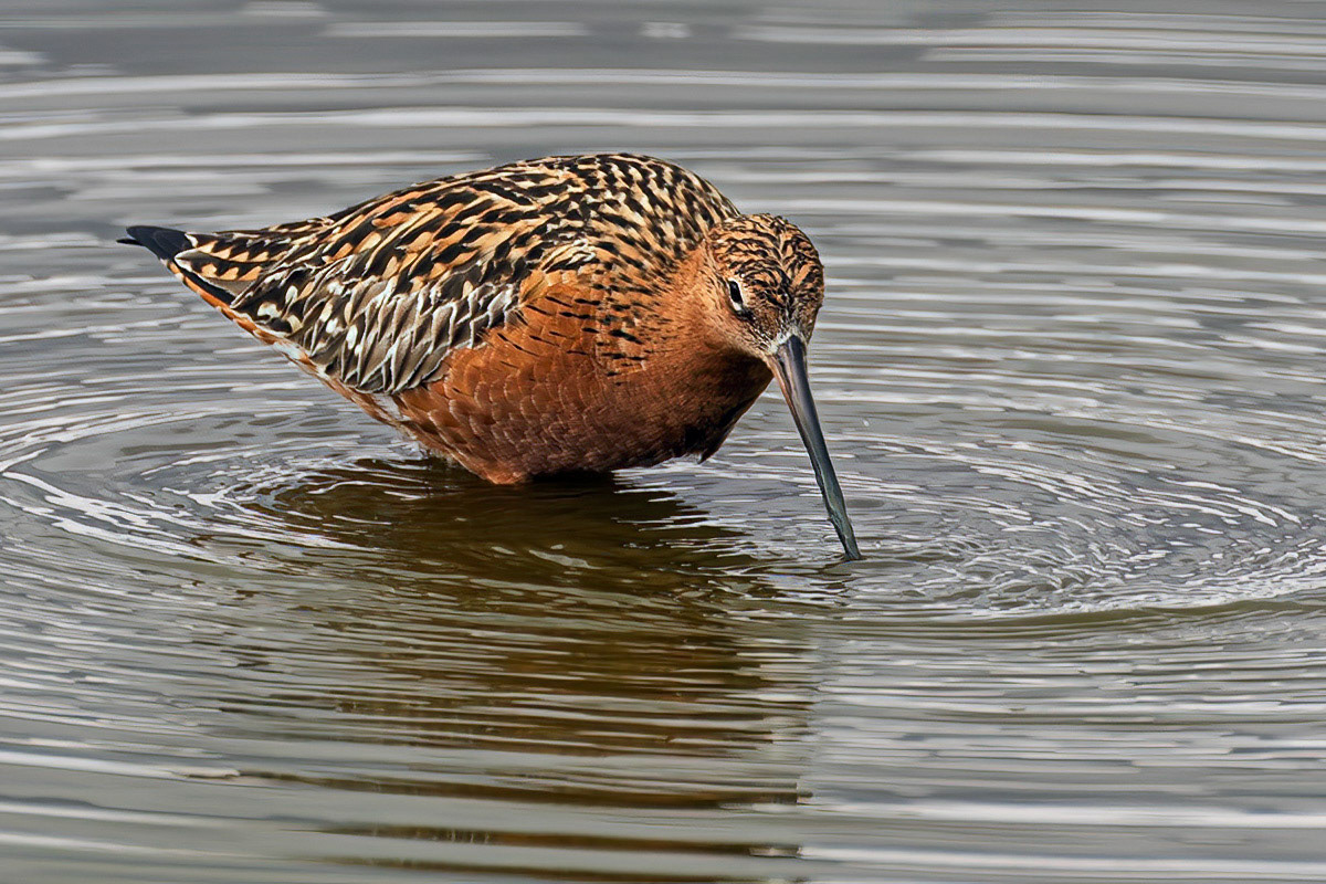 Bar-tailed Godwit